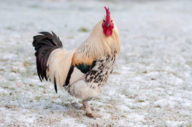 istock chicken walking outside in snow in Sweden 1062589370