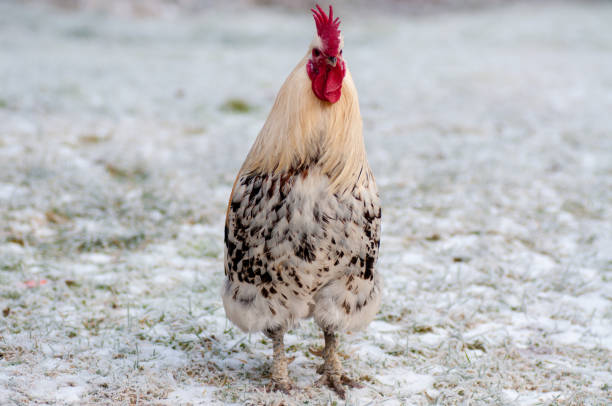 istock chicken walking outside in snow in Sweden 1062589390