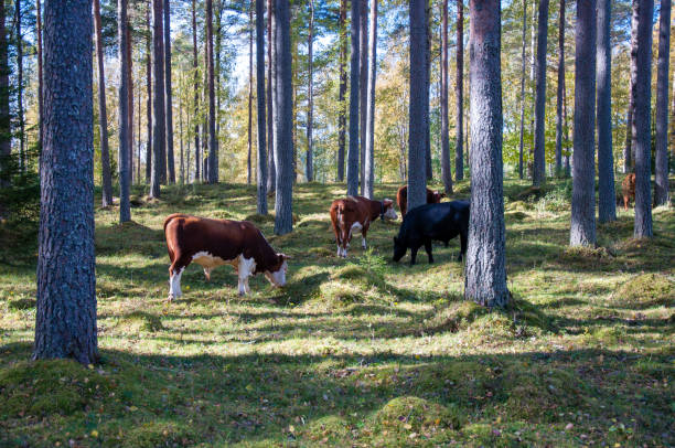 istock cow walking and eating gras in a forest 1062589394