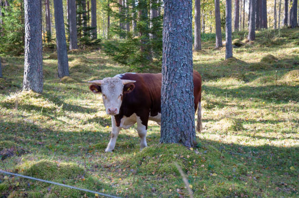 istock cow walking and eating gras in a forest 1062589396