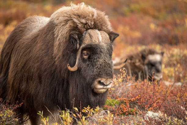 bœuf musqué au mont dovre en norvège - boeuf musqué photos et images de collection