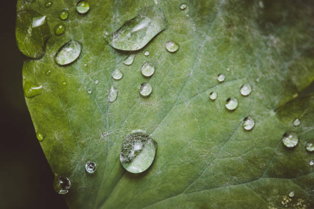 istock water drops on green leaf macro photo 1062589608
