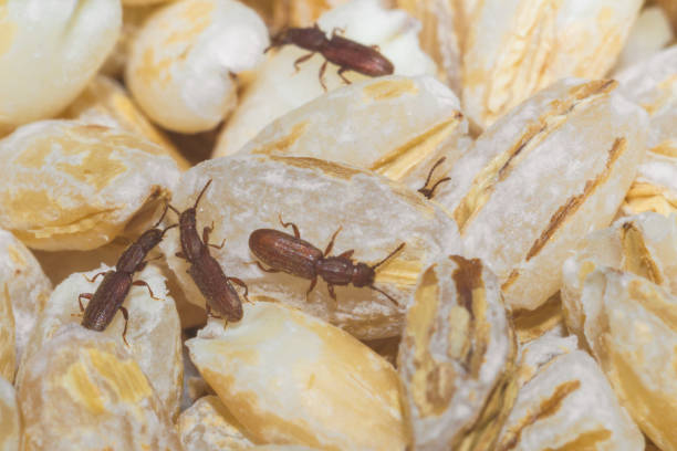 istock insects in food 1062591732