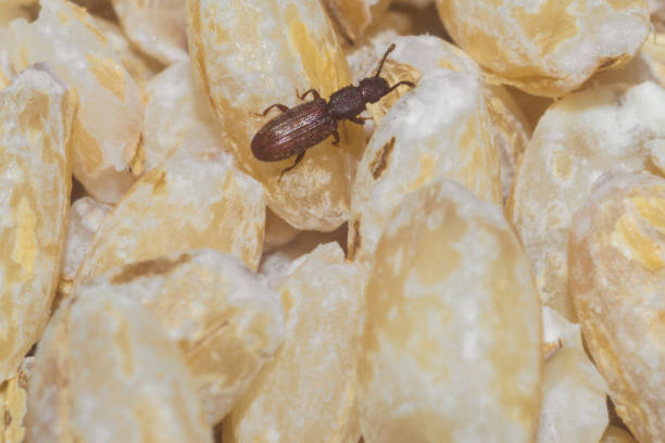 istock insects in food 1062592096
