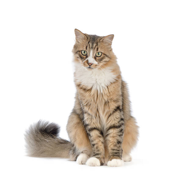 istock Norwegian Forest Cat Looks at Camera 1062593878