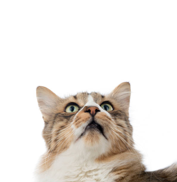 istock Norwegian Forest Cat Looks at Copy Space 1062593910