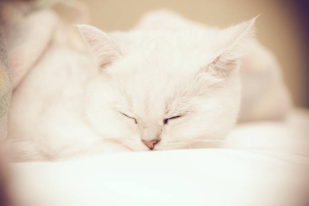 istock Beautiful cat breed Scottish straight chinchilla sleeping 1062594090