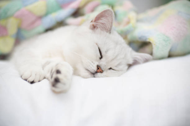 istock Beautiful cat breed Scottish straight chinchilla sleeping 1062594122