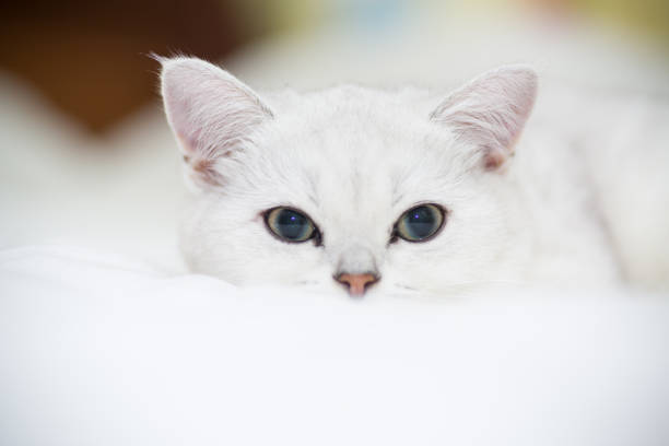 istock Beautiful cat breed Scottish straight chinchilla sleeping 1062594172