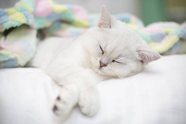 istock Beautiful cat breed Scottish straight chinchilla sleeping 1062594256