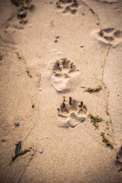 istock Dog Prints in the Sand 1062595756