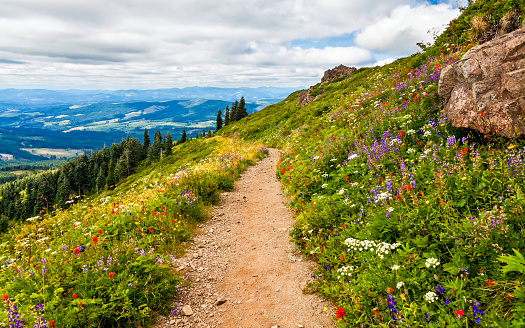 Beautiful wildflowers blooming along the hillside in Washington state, USA while hiking Silver Star Mountain Trail