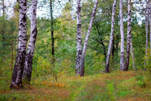 Scene of road in wonderful autumn birch forest