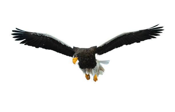 istock Adult Steller's sea eagle in flight. 1062605056