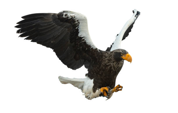 istock Adult Steller's sea eagle in flight. 1062605084