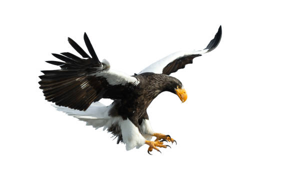 istock Adult Steller's sea eagle in flight. 1062605106