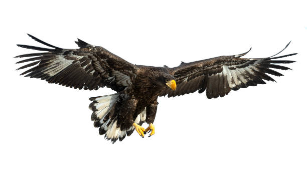 istock Juvenile Steller's sea eagle in flight . 1062605130