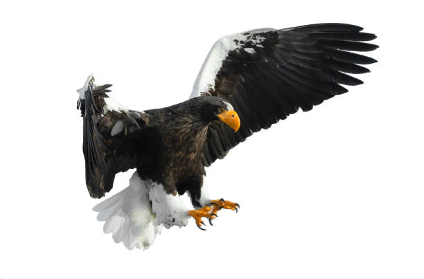 istock Adult Steller's sea eagle in flight. 1062605140