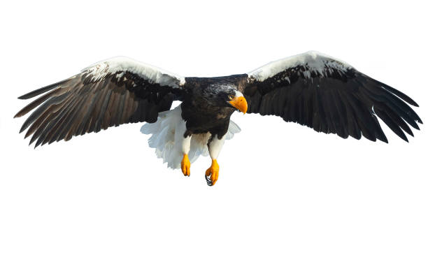 istock Adult Steller's sea eagle in flight. 1062605144