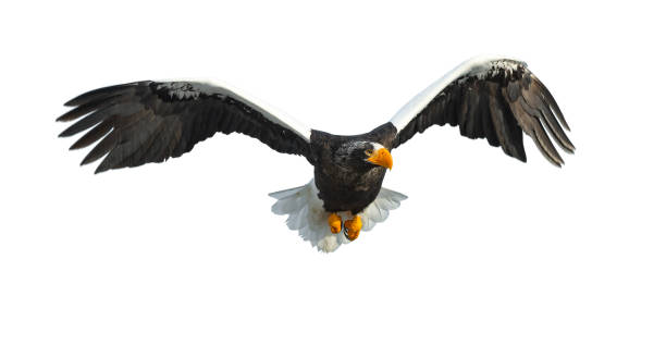 istock Adult Steller's sea eagle in flight. 1062605146