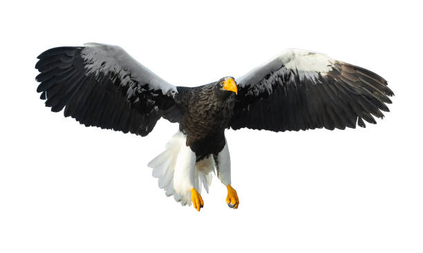 istock Adult Steller's sea eagle in flight. 1062605172