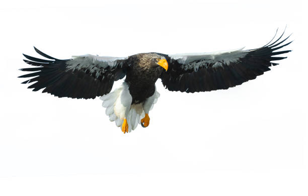 istock Adult Steller's sea eagle in flight. 1062605174