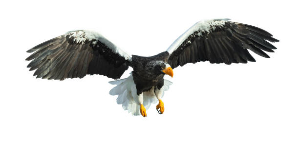 istock Adult Steller's sea eagle in flight. 1062605178