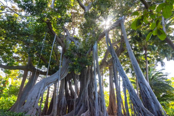 Ficus tree in Botanical garden in Puerto de la Cruz, Tenerife, Canary islands, Spain Ficus tree in Botanical garden in Puerto de la Cruz, Tenerife, Canary islands, Spain puerto de la cruz tenerife stock pictures, royalty-free photos & images