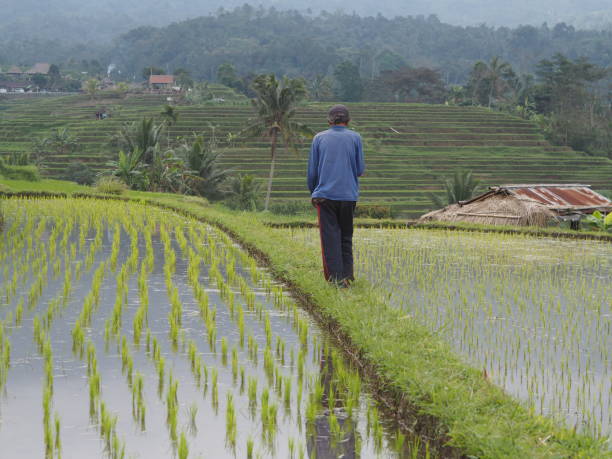 istock Farmer in a rice field in Bali 1062608060