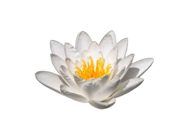 istock lotus flower, there is a way 1062609544