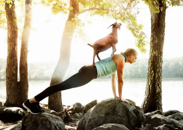 Woman doing yoga on on rocks with goat on her back.