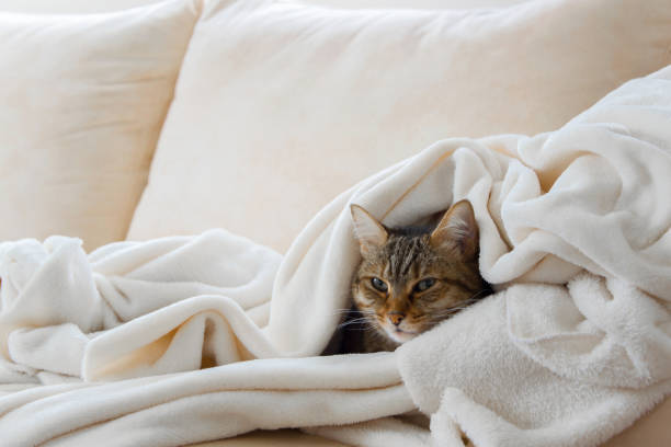 Beautiful european cat is relaxing in the soft white blanket on a sofa Beautiful european cat is relaxing in the soft white blanket on a sofa blanket stock pictures, royalty-free photos & images