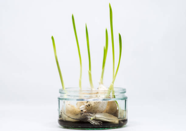 Garlic cloves sprouting leaves and roots in water in a glass jar stock photo