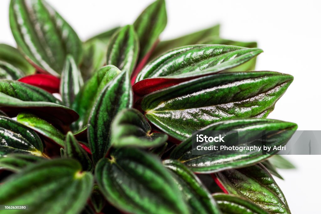 Peperomia Caperata Rosso Houseplant Stock - Download Image Now - Houseplant, Backgrounds - iStock