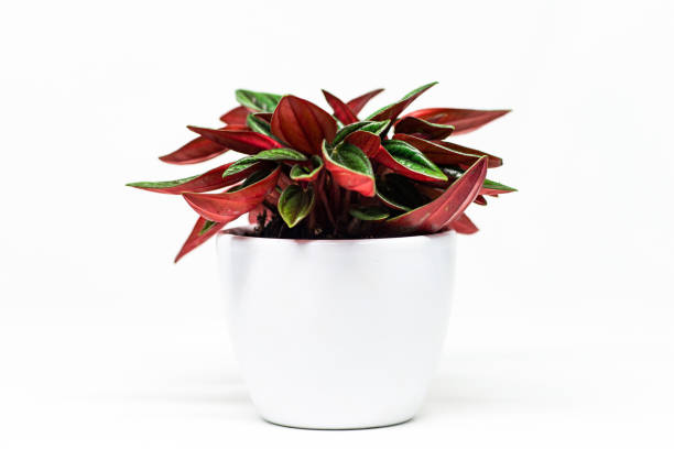 Peperomia caperata “Rosso” houseplant stock photo