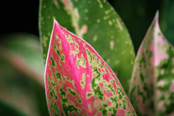 gros plan des feuilles de aglaonema aglaonema « rouge » - spotted natural pattern herb flower photos et images de collection