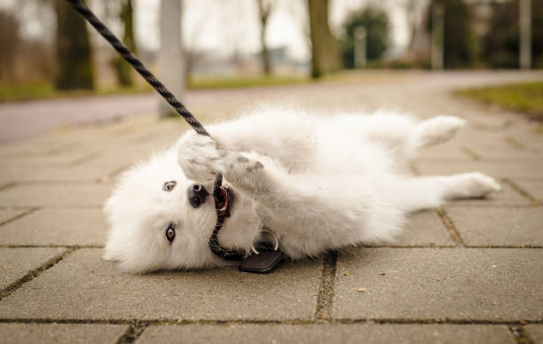 Small, fluffy, young white Samoyed puppy lays on the ground looking at the camera and biting her leash stock photo