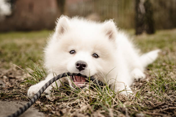 Small, fluffy, young white Samoyed puppy lays on the ground looking at the camera and biting her leash stock photo