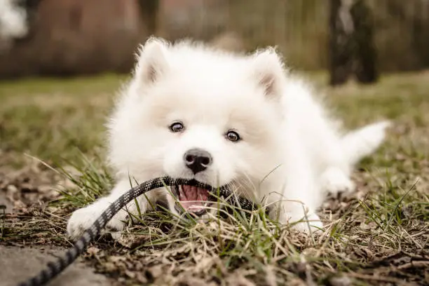 Samoyed puppy, only 2 or 3 months old