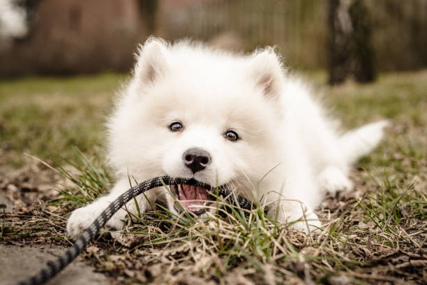 pequeno, fofo, jovem branco cachorro samoiedo deita no chão a olhar para a câmera e mordendo sua coleira - dog leash pets playing - fotografias e filmes do acervo