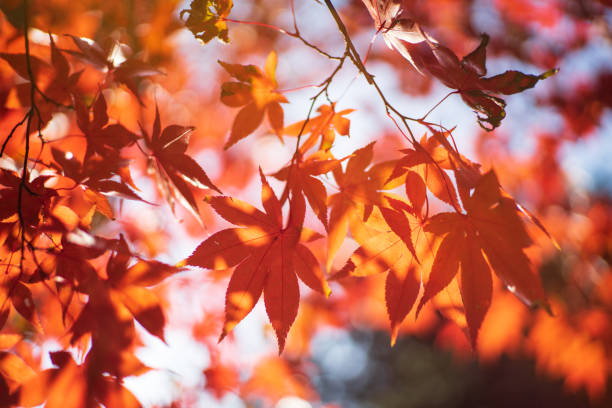 istock vibrant red autumn maple leaves with sunlight 1062647208