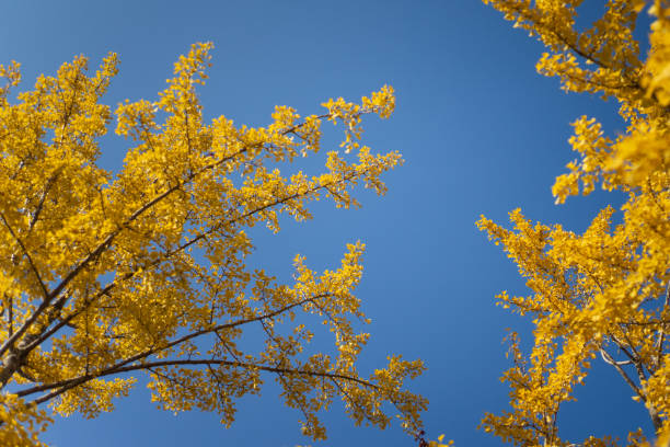 istock Yellow autumn ginkgo leaves with blue sky 1062650010