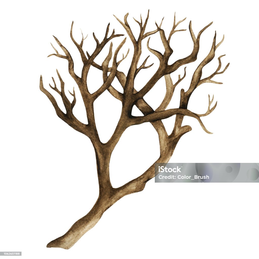 Watercolor dry tree, branch, bare tree Watercolor dry tree, branch, bare tree, twig, bough closeup isolated on white background Plant Bark stock illustration