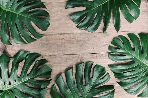 Flat lay creative frame of tropical nature leaves Monstera on rustic wood grunge background.