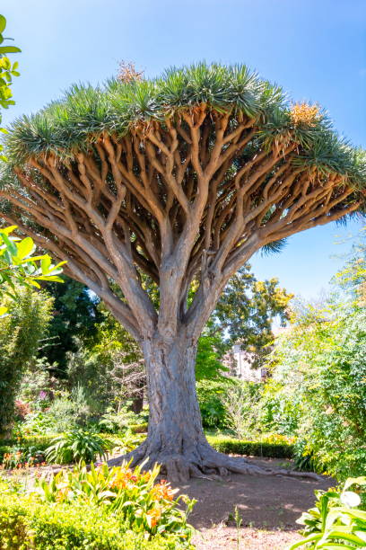 istock Canary Islands dragon tree, La Orotava, Tenerife, Spain 1062654754