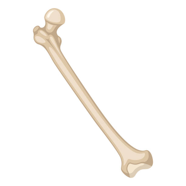 illustrations, cliparts, dessins animés et icônes de skelettben - femur bone