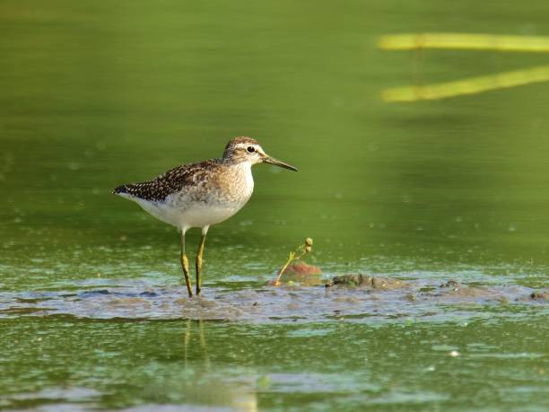 istock The wood sandpiper (Tringa glareola) 1062664768