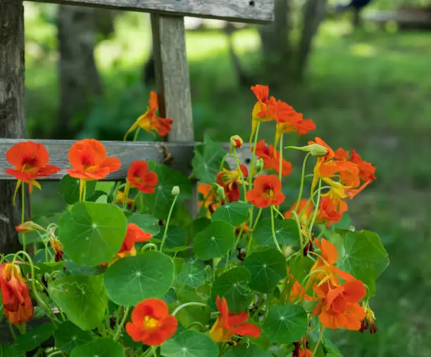 Flowering nasturtium in the garden. Bright orange nasturtiums rising along the wooden fence