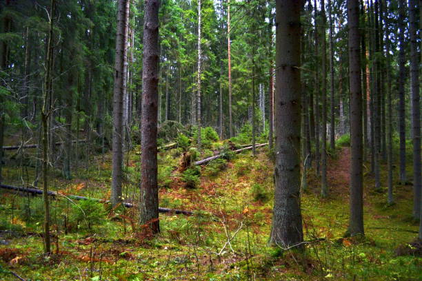 istock Autumn. Forest. Day. Autumn day. 1062666630