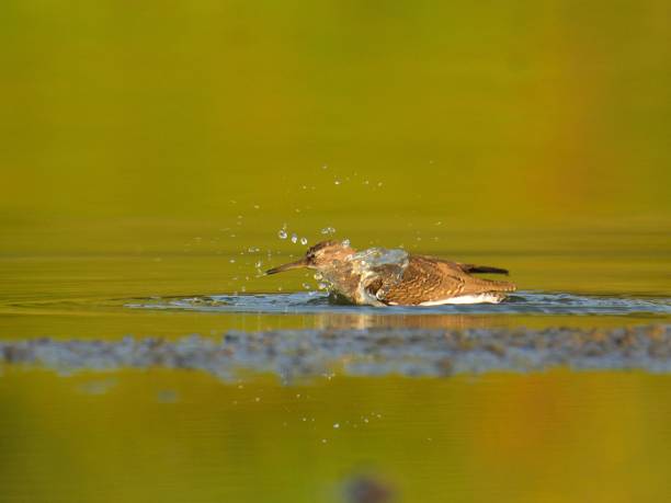 istock Adult common sandpiper (Actitis hypoleucos) 1062670378